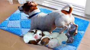 Mommy Jack Russell Dog Giving Birth To 5 Cute Puppies Youtube