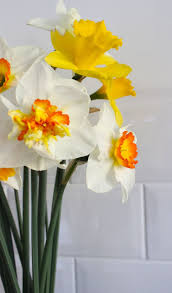 Spring Cheer Daffodils Spring Flowers
