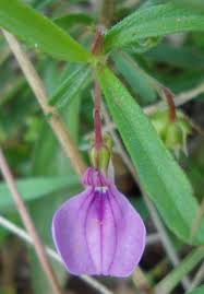 Image result for Afrohybanthus enneaspermus