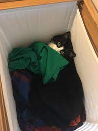 A Cat Who Had Been Returned To The Shelter Five Times For Being Too Demanding Has Finally Found His True Love Meet Ja Frontline Plus For Cats Cats Cat Work