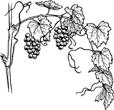 Black And White Vines Clipart Black And White Vine Clip Art Grapevine Clip Art Vector Clip Art Online Royalty Free Public Vine Drawing Grape Drawing Grape Vines
