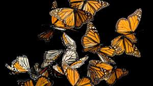 Image result for Monarch Butterfly