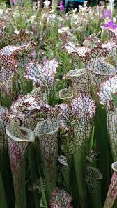 Inadequate lighting is a common cause of killing pitcher plants in the homegrown environment. In Defense Of Plants