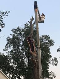 It began in archicad 15. Cartrette S Tree Service And Yard Work 209 W Caudle Ave Florence Sc 29505 Yp Com