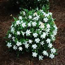 Image result for Gardenia