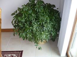 Goodreads helps you keep track of books you want to read. Ombre Peu D Entretien Plantes D Interieur Increvables