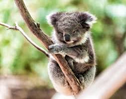 Gambar flora dan fauna di daerah oriental. Fauna Australis Pengertian Ciri 15 Contoh Dan Gambarnya