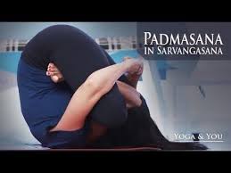 Padma Sarvangasana Lotus In Shoulderstand Ventuno Yoga You Shoulder Posture Yoga Postures