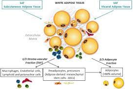 The other organs that store energy (in the form of glycogen) are the liver and skeletal muscle. Frontiers Specific Biological Features Of Adipose Tissue And Their Impact On Hiv Persistence Microbiology