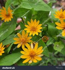 Image result for Aspilia