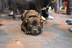Breed Profile Staffordshire Bull Terrier