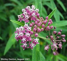Florida Native Plant Society In 2020 Florida Native Plants Native Plants Plants