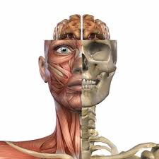 Resultado de imagen de ANATOMIA IMAGEN