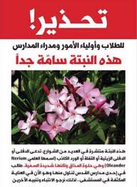 Fenugreek)‏ نوع نباتي حولي من جنس الحلبة يتبع الفصيلة البقولية. Ø§Ø­Ø°Ø±ÙˆØ§ Ù†Ø¨Ø§Øª Ø§Ù„Ø¯ÙÙ„Ù‰ Ø²ÙŠÙ†Ø© ÙˆØ®Ø·Ø± Ø³Ø§Ù… Ù‚Ø§ØªÙ„