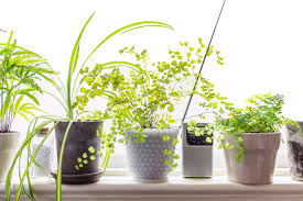 Trailing houseplants, vines, and indoor climbing plants sit well on shelves, windowsills, or suspended from the ceiling. The Best Indoor Vining Plants Apartment Therapy