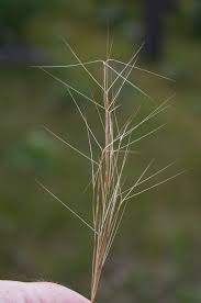 Image result for Aristida recta