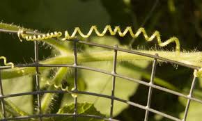 It has given us fantastic production as we will give you the total weight of cucumbers we have harvested to date, and they are still producing! Growing Cucumbers Vertically Tips For Success Epic Gardening