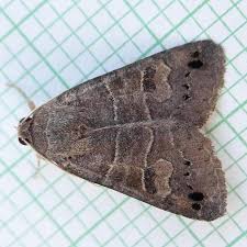 Image result for Cissus bathyrhakodes