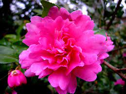 Check spelling or type a new query. Camellias Ready For A Cold Snap The New York Times