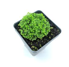 Image result for Selaginella kivuensis