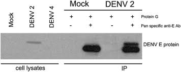 Quais medidas evitam a reprodução do mosquito. Actin Interacts With Dengue Virus 2 And 4 Envelope Proteins