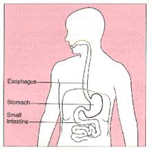 This activity shows how to make an easy digestion system model using food and tights! Stomach Simple English Wikipedia The Free Encyclopedia