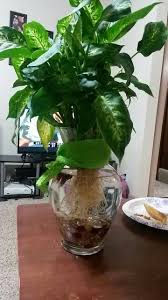 Water Terrarium With Dieffenbachia Plant A Beta Fish Plants Best Indoor Plants Water Terrarium