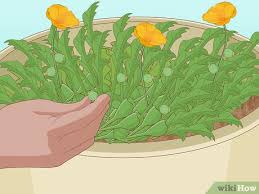 They require a warm environment for germination. How To Plant Poppy Seeds 11 Steps With Pictures Wikihow