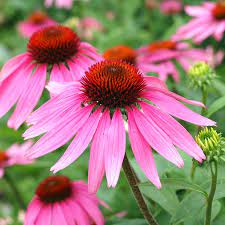 Purple Coneflower Seeds Flower Seeds In Packets Bulk Eden Brothers