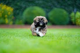 Check spelling or type a new query. Top 141 Shih Tzu Names Of 2020 The Dog People By Rover Com