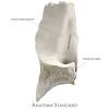 Bone that forms the forehead. 1