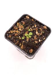 Image result for Genlisea africana