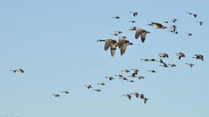 The Basics Of Bird Migration How Why And Where All