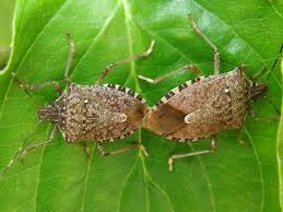 Mating Brown Marmorated Stink Bugs Halyomorpha Halys Male Female Brown Marmorated Stink Bug Stink Bugs Insect Species