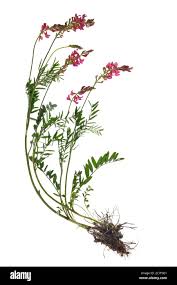 Image result for Crotalaria onobrychis