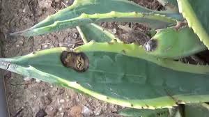 Children of the cactaceae family, cereus cacti are one of the most popular genera of succulents known to man. Cactus Anthracnose Control Tips For Treating Fungal Diseases In Cactus Dummer Garden Manage Gfinger Es La App De Jardineria Mas Profesional