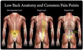 They start at the top of the neck and go down to the tailbone. Lower Back Anatomy Diagram Quizlet