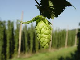 Image result for hoppy ale images