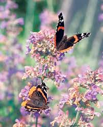 Black And Red Caterpillar Uk 118 Red Admiral Butterflies Vanessa Atalanta Beautiful Butterflies Butterfly Art Black Butterfly