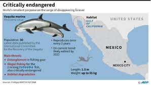 With only 22 vaquita porpoises remaining, scientists expect total extinction. Mexico S Vaquita Porpoise Close To Extinction 30 Left