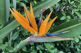 Why Did The Bird Of Paradise Flower Evolve To Look Like That Caterpickles Birds Of Paradise Flower Birds Of Paradise Parts Of A Flower