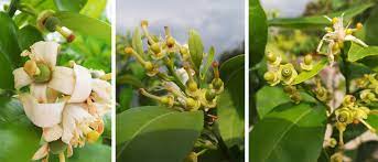 We did not find results for: Citrus Fruit Dropping Off Trees Fruit Trees