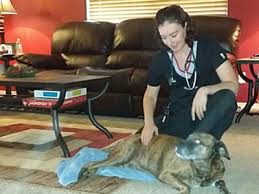 Restful paws in home hospice and euthanasia far exceeded our expectation because dr rathjen was supportive and professional throughout the entire process. Mobile Vet Services In Home Vet Pet Euthanasia At Home East Valley