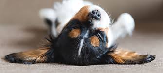 Sie können auch bakterielle infektionen haben (besonders wenn sie den welpen mit anderen hunden in die öffentliche umgebung bringen). Mein Welpe Hat Durchfall Das Kannst Du Tun