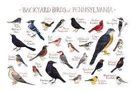 Big Black Birds In Missouri Pin On Birds In The Garden