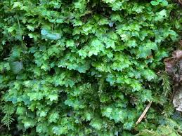 Image result for Strychnos lucens