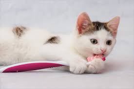 General anaesthetic for extraction of 3 teeth from 6 year old cat , antibiotic injection and, pain relief treatment. What Every Cat Owner Should Know About Dental Care For Cats