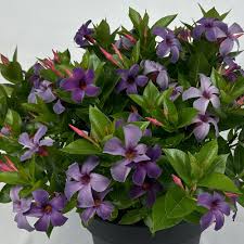 Image result for Mandevilla