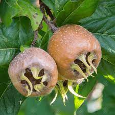 We did not find results for: Mespilus Germanica Nottingham Medlar Nottingham Fruit Tree 4 5ft