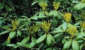 Siemenkodat Plants Opi Rhododendron